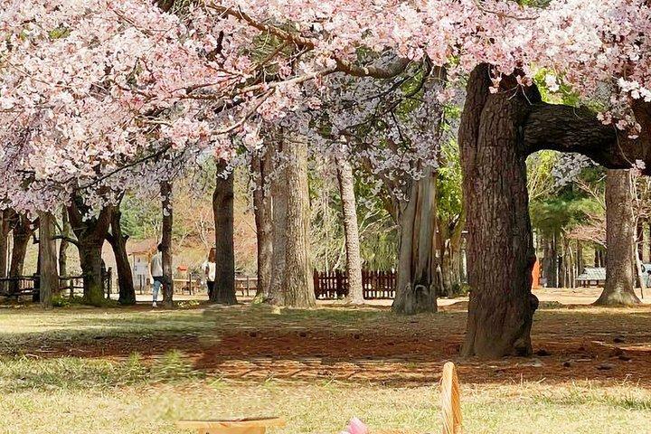 Eden Cherry Blossom and Nami Island Tour from Seoul