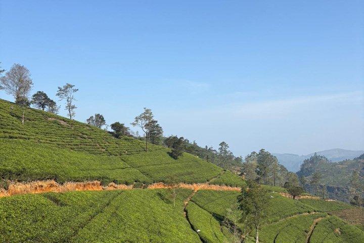 Private Full Day Nuwara Eliya Tour from Kandy