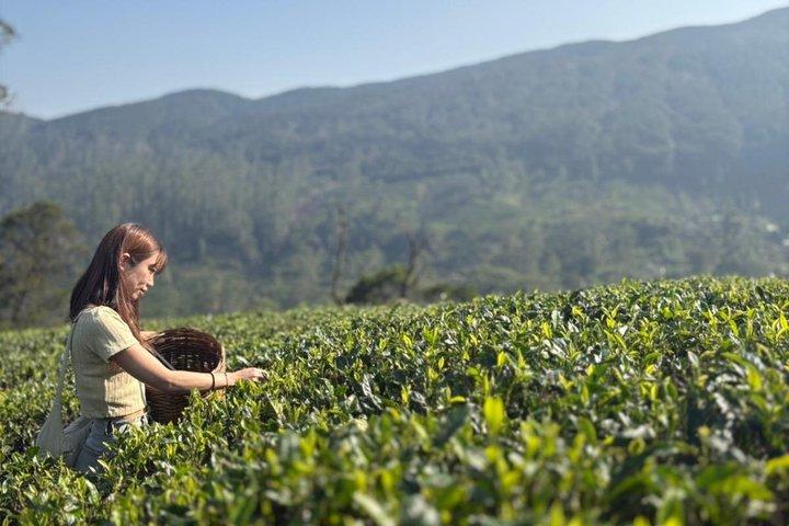 Private Full Day Nuwara Eliya Tour from Kandy
