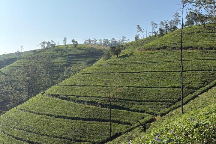 Private Full Day Nuwara Eliya Tour from Kandy