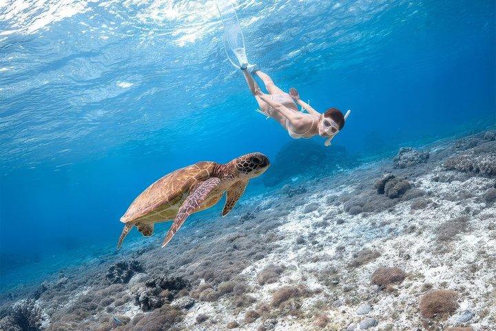 Turtle Snorkeling Mirissa: 100% Sighting Guarantee & Free GoPro