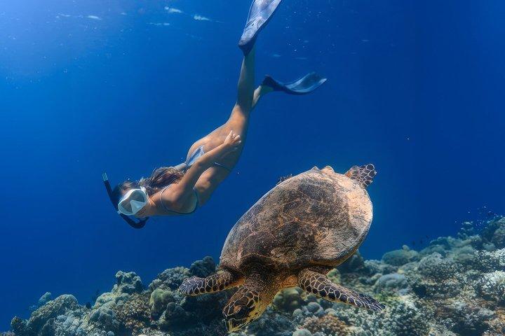Turtle Snorkeling Mirissa: 100% Sighting Guarantee & Free GoPro