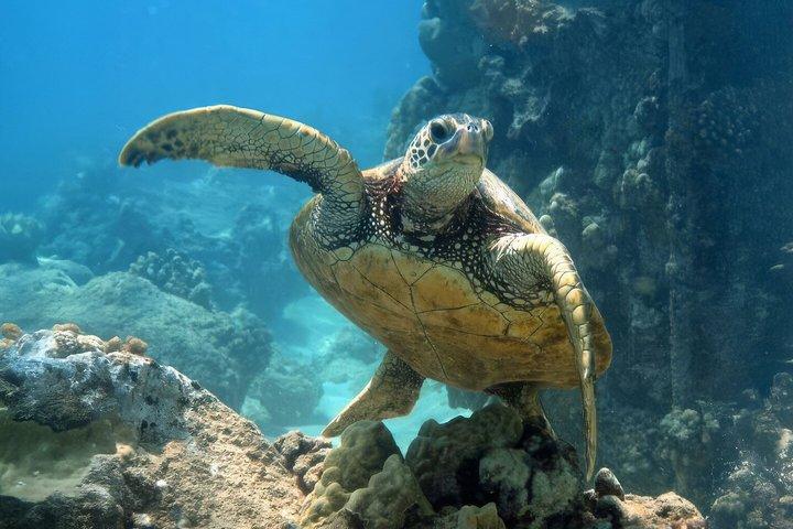 Turtle Snorkeling Mirissa: 100% Sighting Guarantee & Free GoPro
