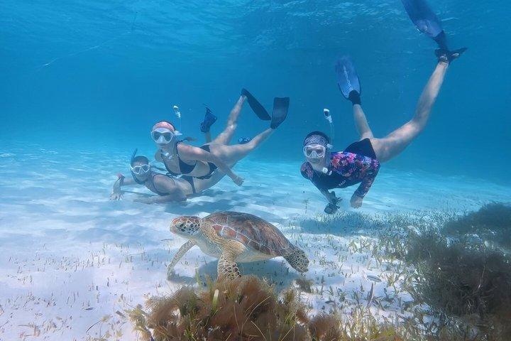 Turtle Snorkeling Mirissa: 100% Sighting Guarantee & Free GoPro