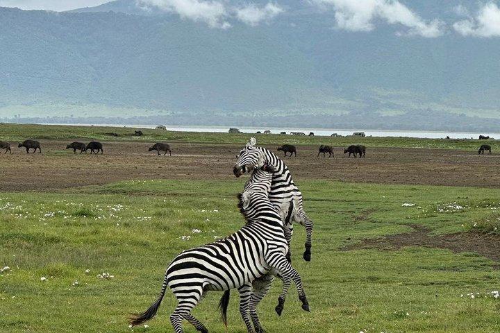 3-Days Mikumi Safari adventure from Zanzibar