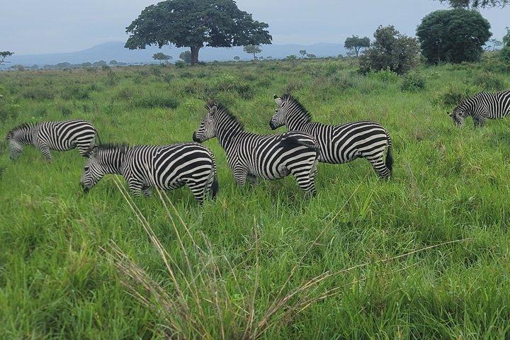 3-Days Mikumi Safari adventure from Zanzibar