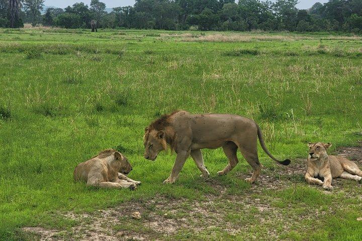 3-Days Mikumi Safari adventure from Zanzibar