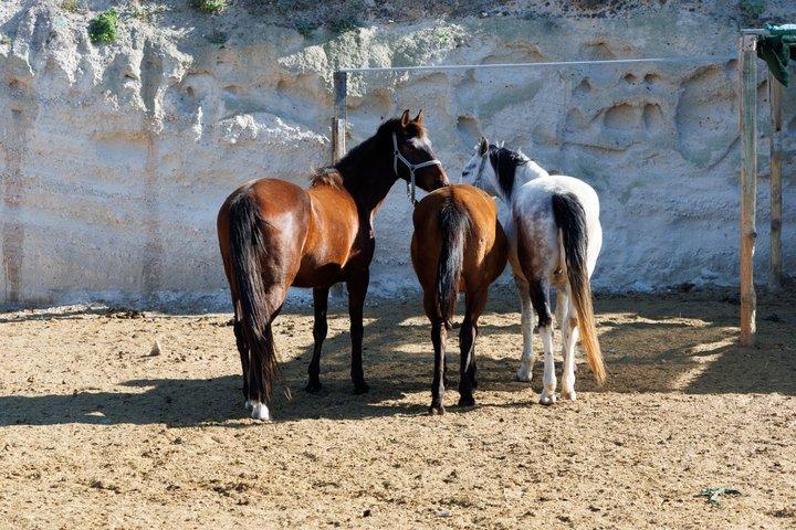 Santorini Family Horseback Adventure:Volcanic Trails & Beach Ride