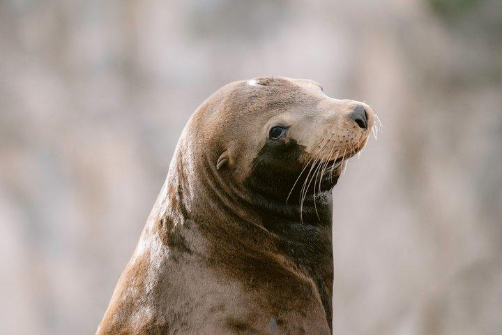 Educational Sunrise Whale Watching with Photos Included
