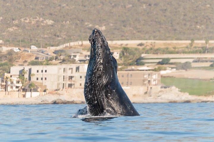 Educational Sunrise Whale Watching with Photos Included