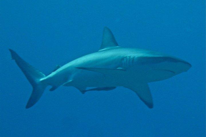 Scuba Diving Adventures in Rangiroa, French Polynesia