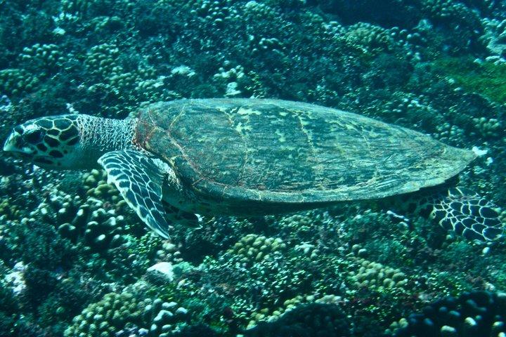 Scuba Diving Adventures in Rangiroa, French Polynesia