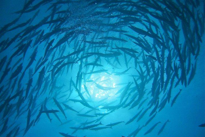 Scuba Diving Adventures in Rangiroa, French Polynesia