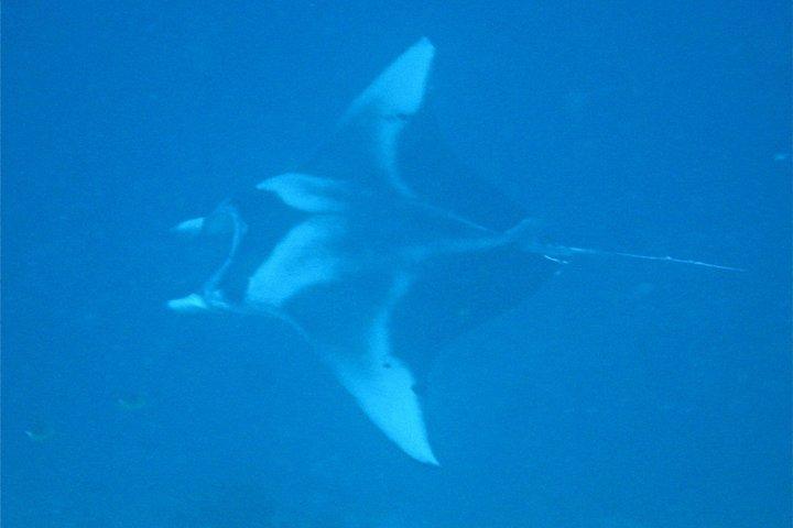 Scuba Diving Adventures in Rangiroa, French Polynesia