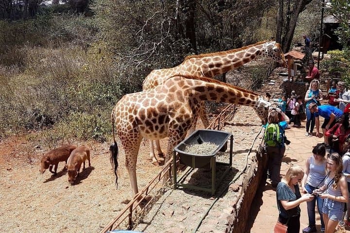 Wildlife Conservation Full Day Tour Experience in Nairobi