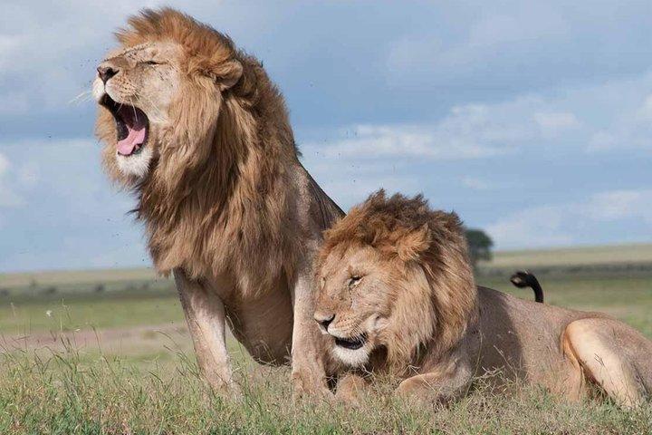 Nairobi National Park Museum of illusions and Kobe Beads Tour