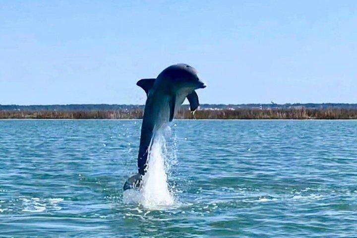2-Hour Private Hilton Head Dolphin Watching Cruise