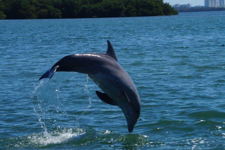 Raccoon Island Miami Boat Tour with Wildlife & Swimming