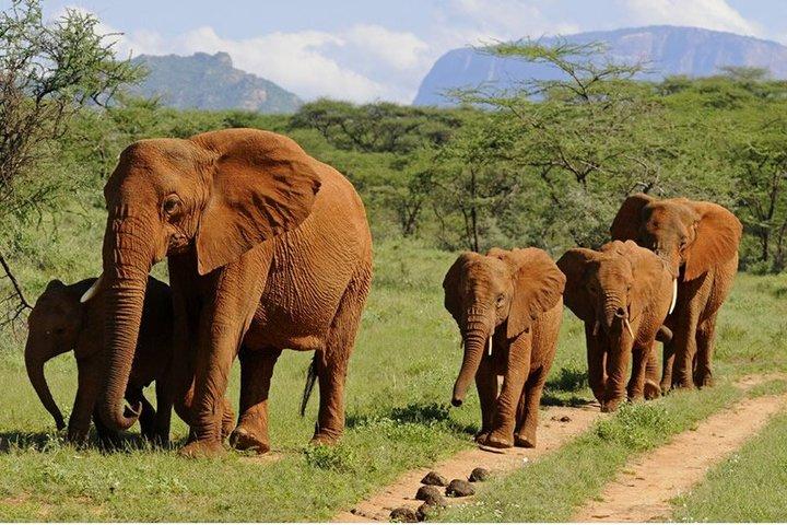 8 Days Samburu Sweetwaters and Maasai Mara Mid Range Safari