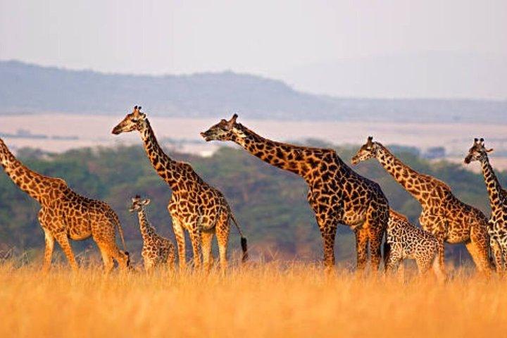 3 Days Maasai Mara Group joining Safari in a 4x4 Land Cruiser