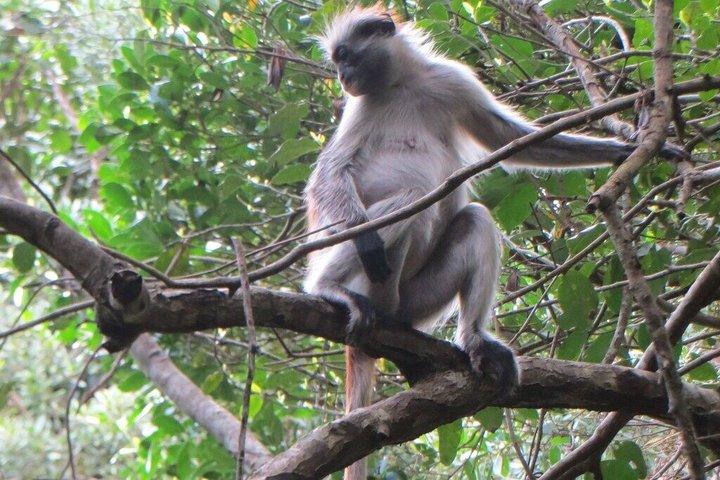 Jozani Red colobus monkey, Turtles Swim and The Rock Restaurant