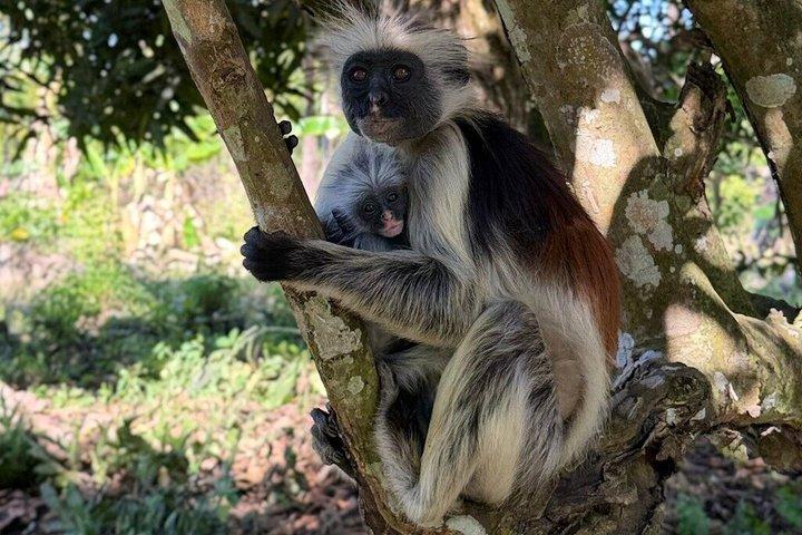 Jozani Red colobus monkey, Turtles Swim and The Rock Restaurant