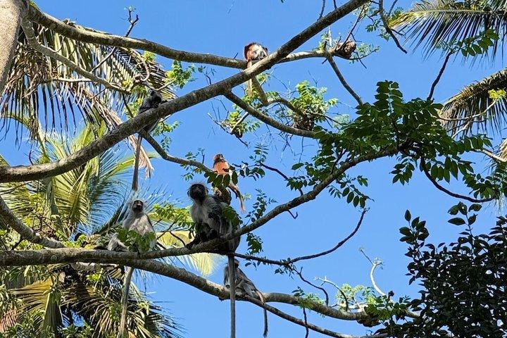 Jozani Red colobus monkey, Turtles Swim and The Rock Restaurant