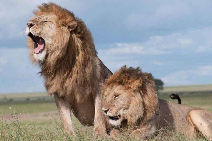 Nairobi National Park Guided Safari Tour for Wildlife Enthusiasts