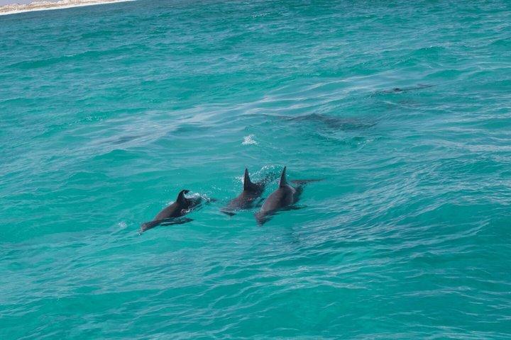 Snorkel and Dolphin Cruise Aboard The Sea Blaster in Destin FL
