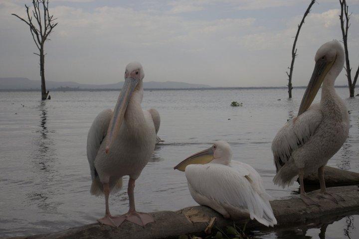 Hell's Gate Day Trip from Nairobi with Optional Boat Ride