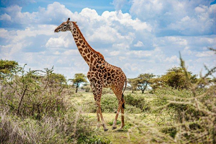 Arusha National Park Full-Day Safari