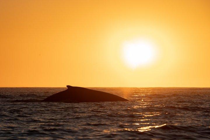 Educational Sunrise Whale Watching with Photos Included