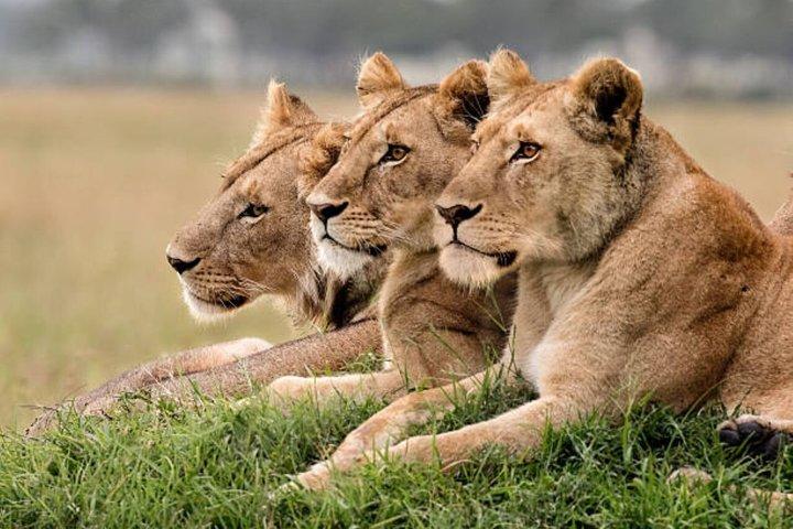 3 Days Maasai Mara Group joining Safari in a 4x4 Land Cruiser