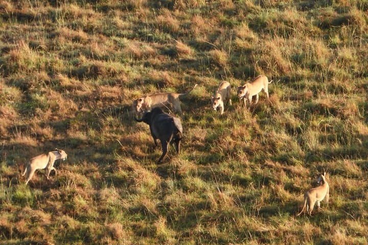 3 days maasai mara migration safari