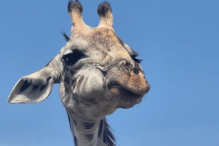 3 days maasai mara migration safari