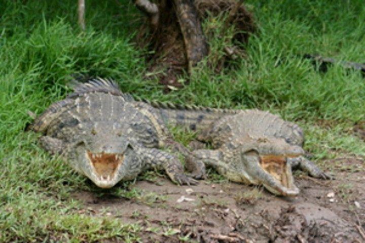 Hippo and Croc Boat Cruise in St Lucia Estuary Kwazulu Natal
