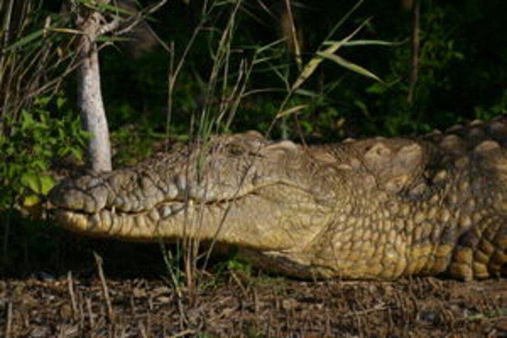 Hippo and Croc Boat Cruise in St Lucia Estuary Kwazulu Natal