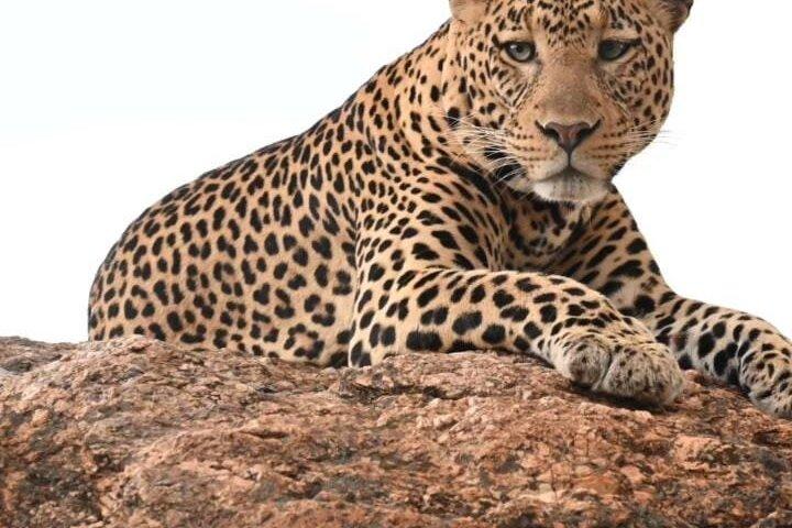 2 days maasai mara joining safari