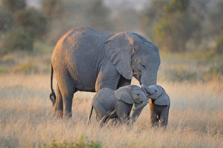 Amboseli National Park Tour with Kilimanjaro Views