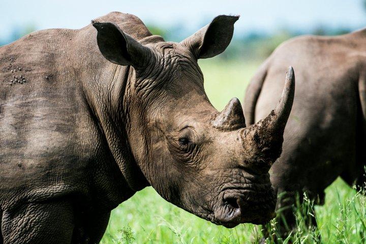 4 Day Safari in Tarangire to Serengeti and Ngorongoro Crater