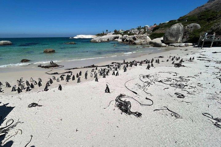 Private Half-Day Boulders Beach Penguins and Simon’s Town Tour