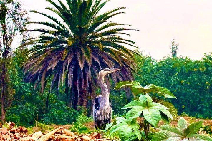 Prehispanic Xochimilco:Sailing Chinampas, axolotls, bird watching