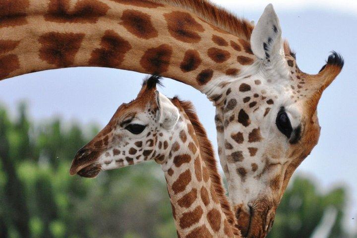 Giraffe Centre, Kobe Beads Factory and Cultural Dance Experience.