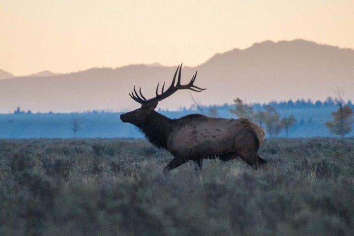 Sunset Wildlife Adventure in Grand Teton National Park
