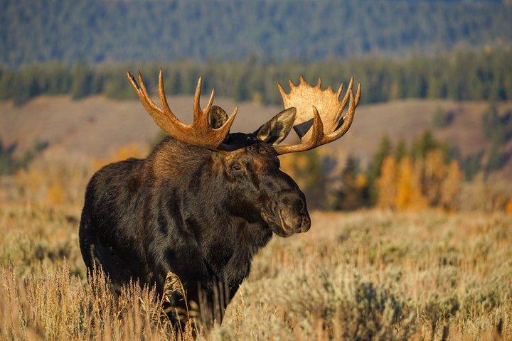 Sunset Wildlife Adventure in Grand Teton National Park