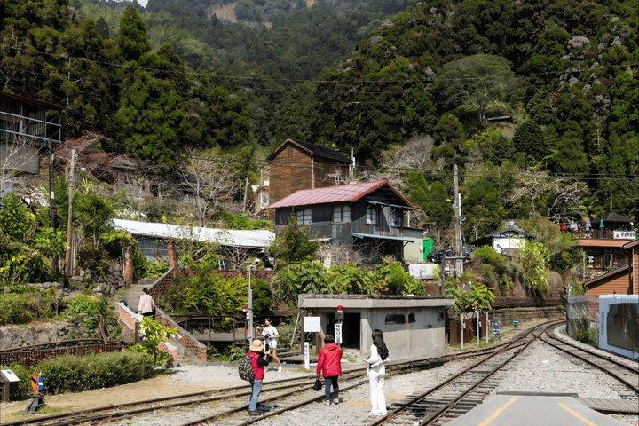 From Taichung/Kaohsiung/Chiayi：Alishan Hidden Gems Private Tour