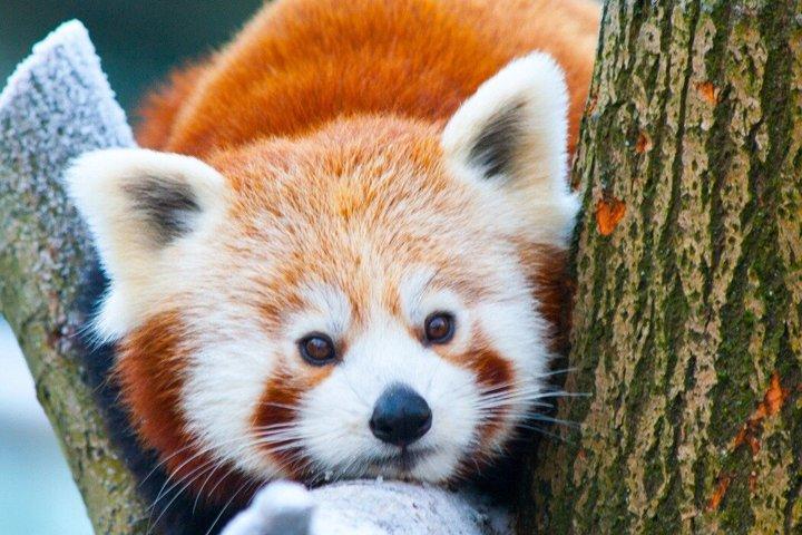 Private Car Tour: Dujiangyan Panda Valley and Irrigation System