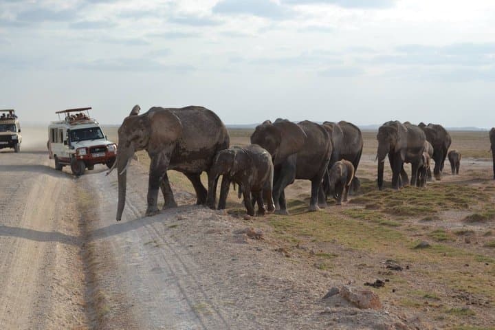 5 Day Amboseli Nakuru Masai Mara African Magic Tour