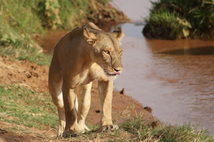 4 Day Lake Naivasha and Masai Mara Wildlife Luxury Safari