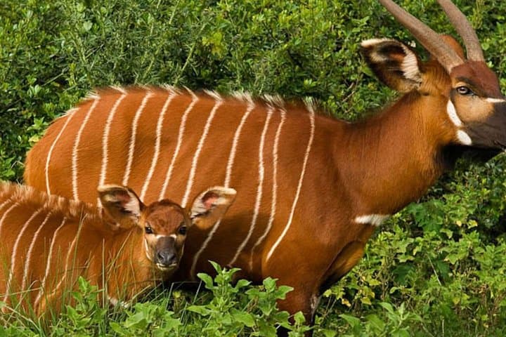 Aberdares National Park Multiday Tour